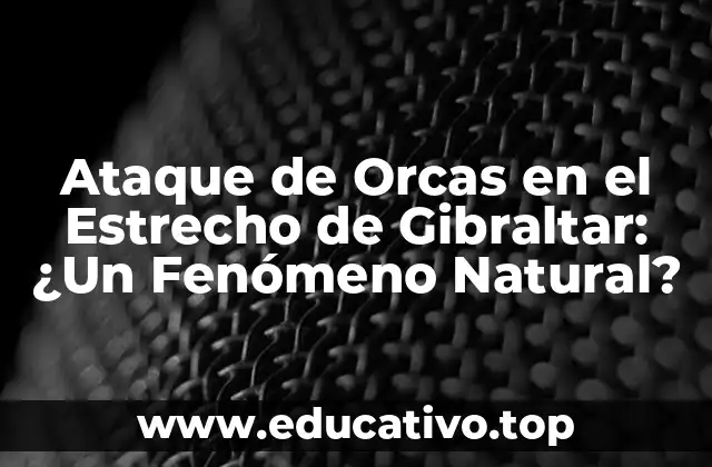 La Importancia del Estrecho de Gibraltar para las Orcas