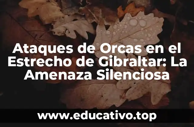 Cómo Funciona la Estructura Social de las Orcas
