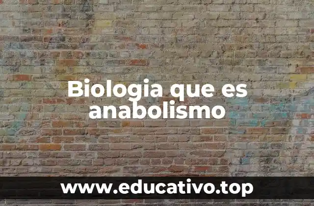 El anabolismo y su papel en la regulación celular