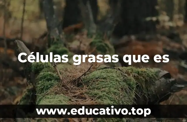 El papel biológico del tejido adiposo