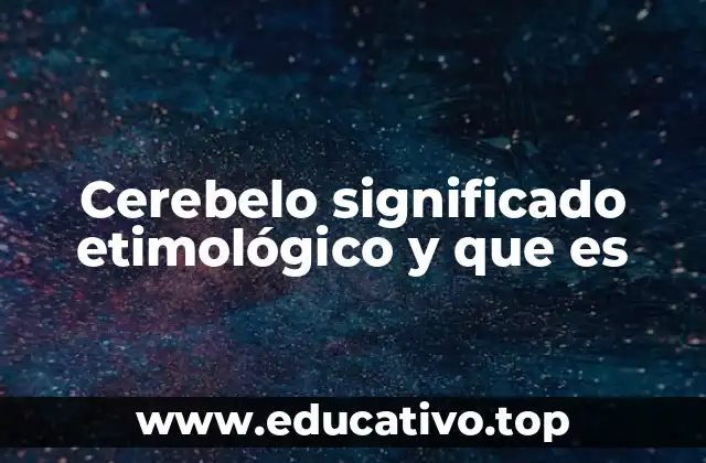 Cerebelo significado etimológico y que es