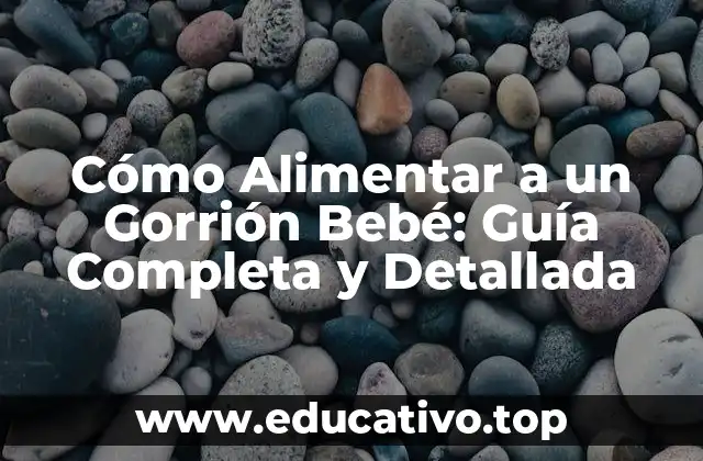 Cómo Alimentar a un Gorrión Bebé: Guía Completa y Detallada