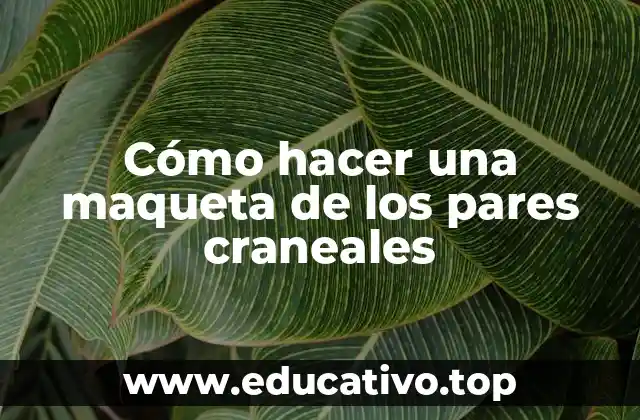 Cómo hacer una maqueta de los pares craneales