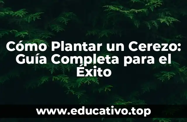Cómo Plantar un Cerezo: Guía Completa para el Éxito