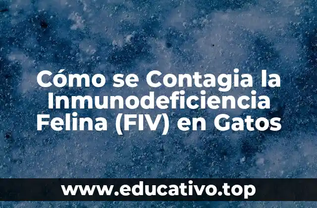 Cómo se Contagia la Inmunodeficiencia Felina (FIV) en Gatos