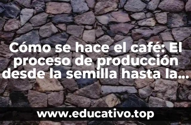 Cómo se hace el café: El proceso de producción desde la semilla hasta la taza