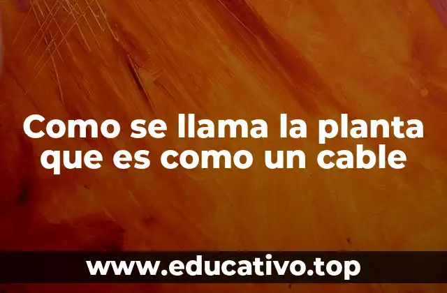 Las características que hacen única a esta planta similar a un cable