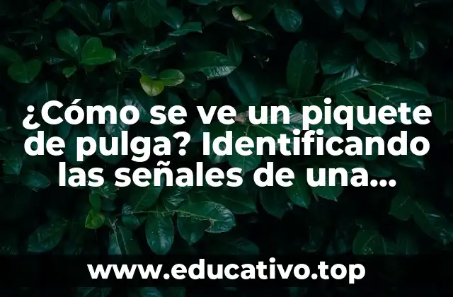 ¿Cómo se ve un piquete de pulga? Identificando las señales de una infestación