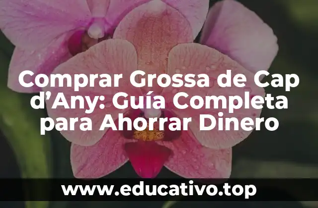 Comprar Grossa de Cap d’Any: Guía Completa para Ahorrar Dinero