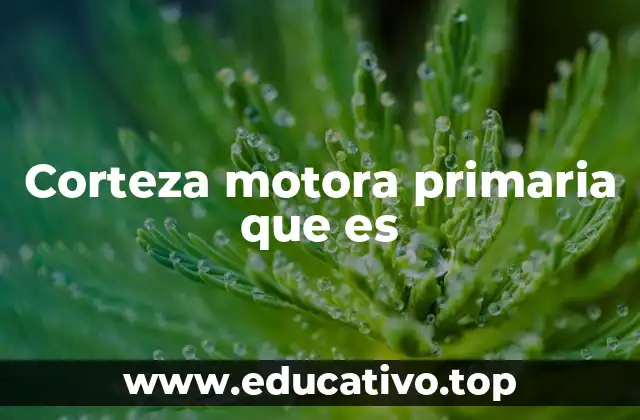 Corteza motora primaria que es
