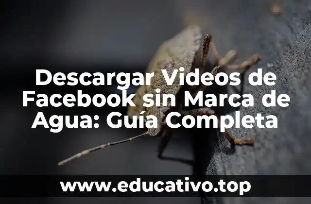 Descargar Videos de Facebook sin Marca de Agua: Guía Completa