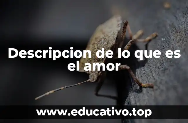 Descripcion de lo que es el amor