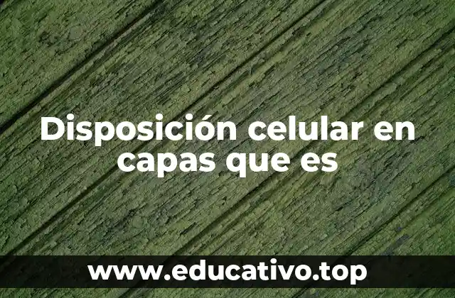 Cómo las capas celulares contribuyen a la formación de tejidos y órganos