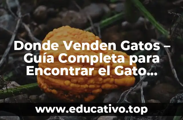 Donde Venden Gatos – Guía Completa para Encontrar el Gato Perfecto