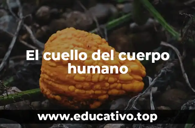 El cuello del cuerpo humano