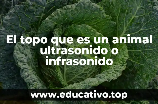 El topo que es un animal ultrasonido o infrasonido