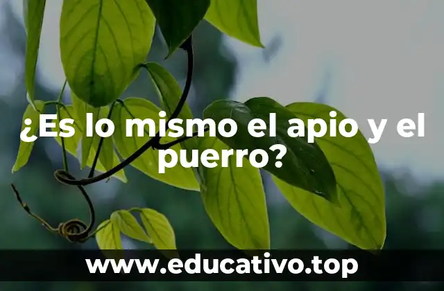 ¿Es lo mismo el apio y el puerro?