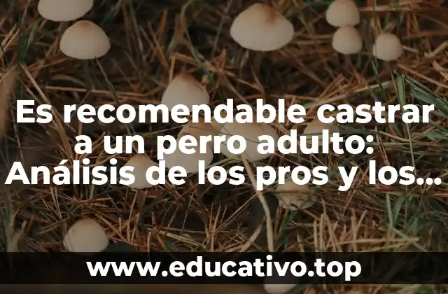 Es recomendable castrar a un perro adulto: Análisis de los pros y los contras