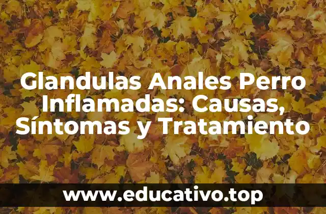 Glandulas Anales Perro Inflamadas: Causas, Síntomas y Tratamiento