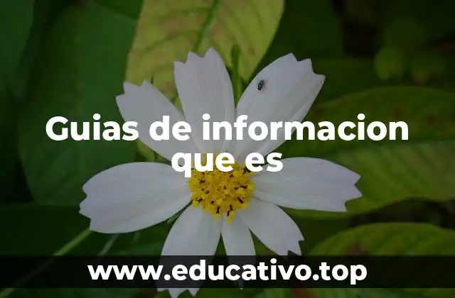 El rol de las guías de información en la toma de decisiones
