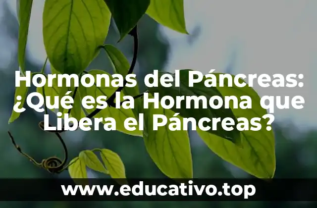 Hormonas del Páncreas: ¿Qué es la Hormona que Libera el Páncreas?