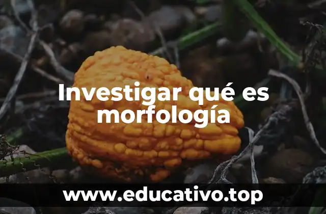 Investigar qué es morfología