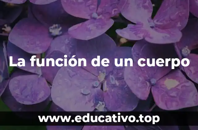 La función de un cuerpo