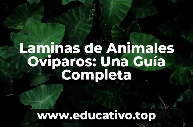 ¿Qué son las Laminas de Animales Oviparos?