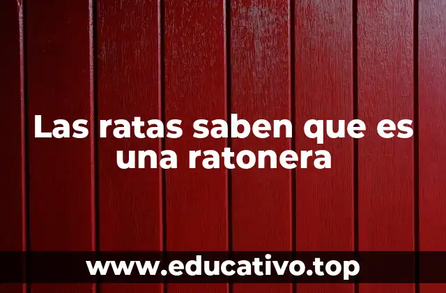 Las ratas saben que es una ratonera