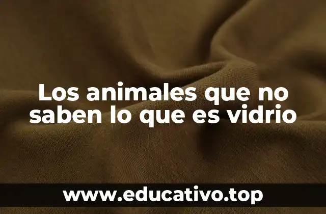 Los animales que no saben lo que es vidrio