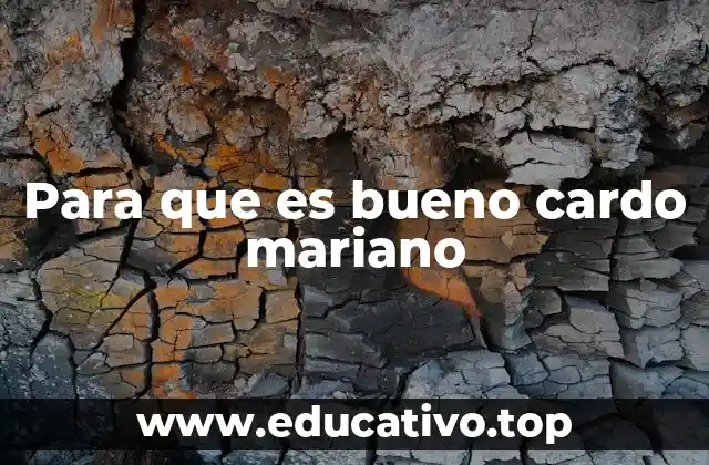 Para que es bueno cardo mariano