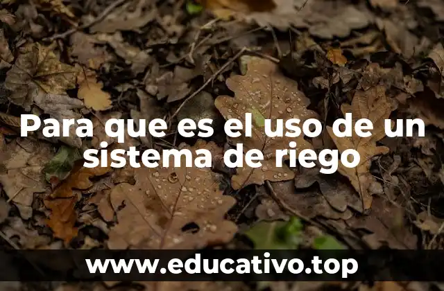 Cómo el riego mejora la productividad agrícola