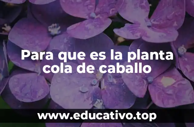 Beneficios de la cola de caballo en la salud