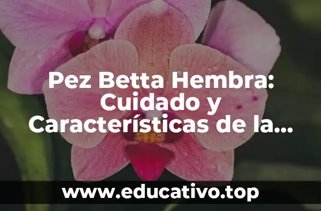 Características Físicas de la Pez Betta Hembra