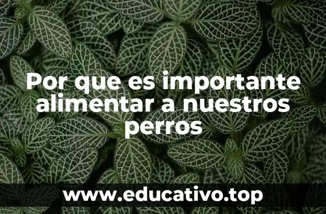 La importancia de una dieta balanceada en la vida del perro