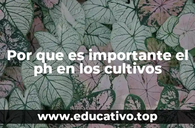 El papel del equilibrio químico en la productividad agrícola