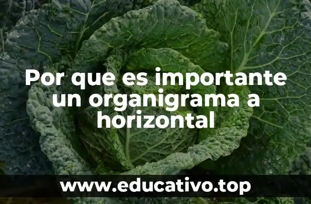 Por que es importante un organigrama a horizontal