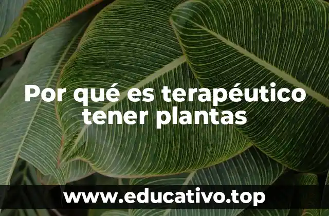 Por qué es terapéutico tener plantas