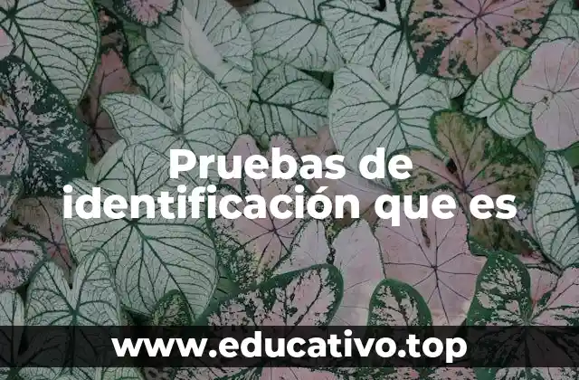 Pruebas de identificación que es