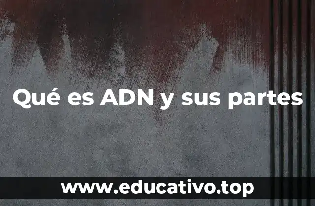 Qué es ADN y sus partes