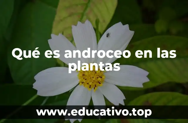 Estructura y componentes del androceo