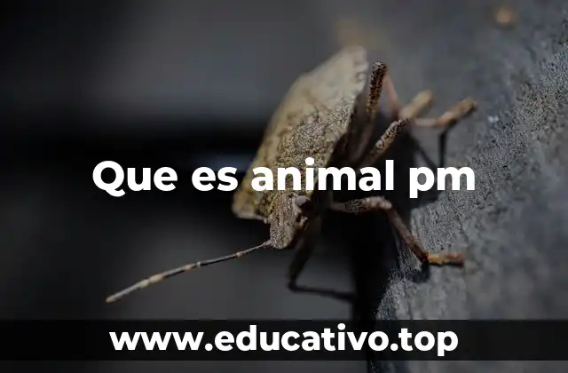 Que es animal pm
