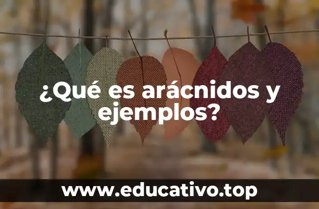 ¿Qué es arácnidos y ejemplos?