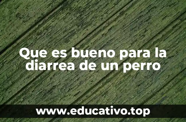 Cómo apoyar la salud digestiva de tu perro sin recurrir a medicamentos