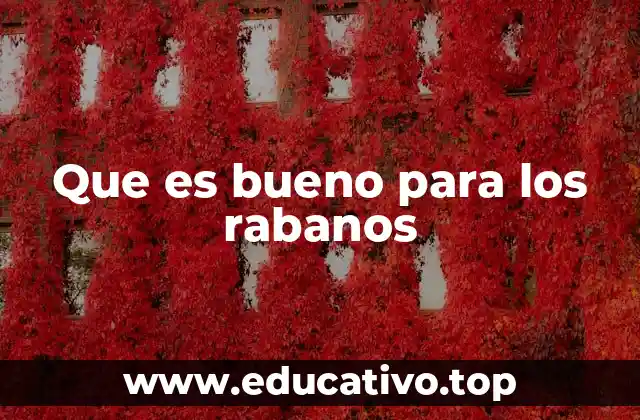 Las condiciones ideales para el cultivo de los rabanos