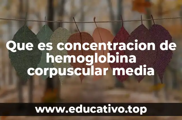 Que es concentracion de hemoglobina corpuscular media