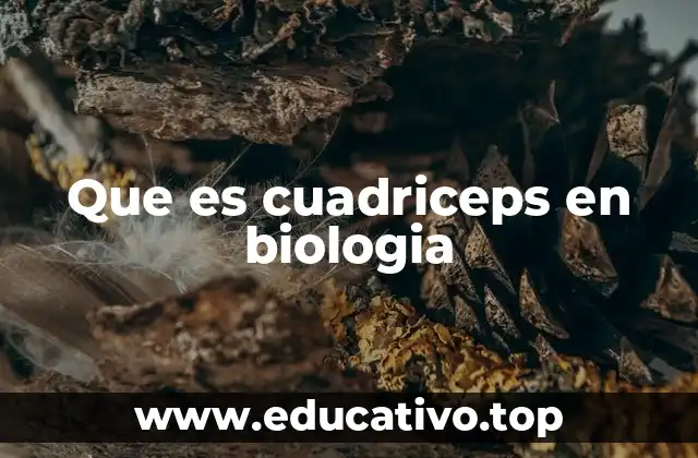 El cuádriceps y su importancia en la biomecánica
