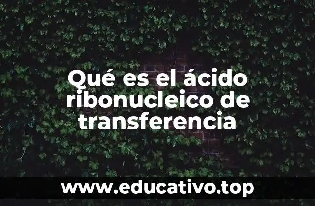 Qué es el ácido ribonucleico de transferencia