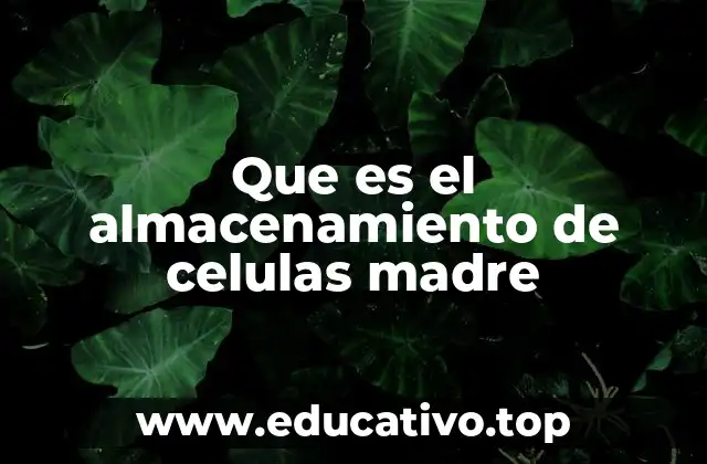 Cómo funciona la preservación de células madre