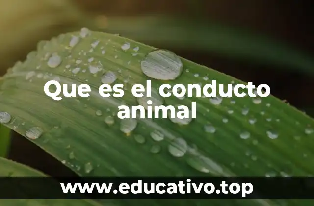 Que es el conducto animal